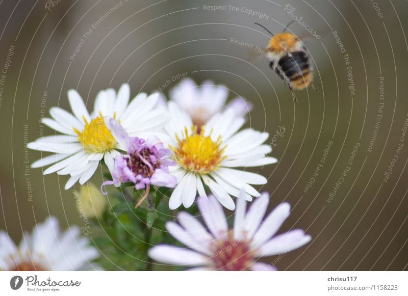 Hummel im Anflug Natur Herbst Schönes Wetter Pflanze Blüte Topfpflanze Garten Tier Wildtier 1 fliegen Freiheit Insektenschutz Umweltschutz Artenschutz Farbfoto