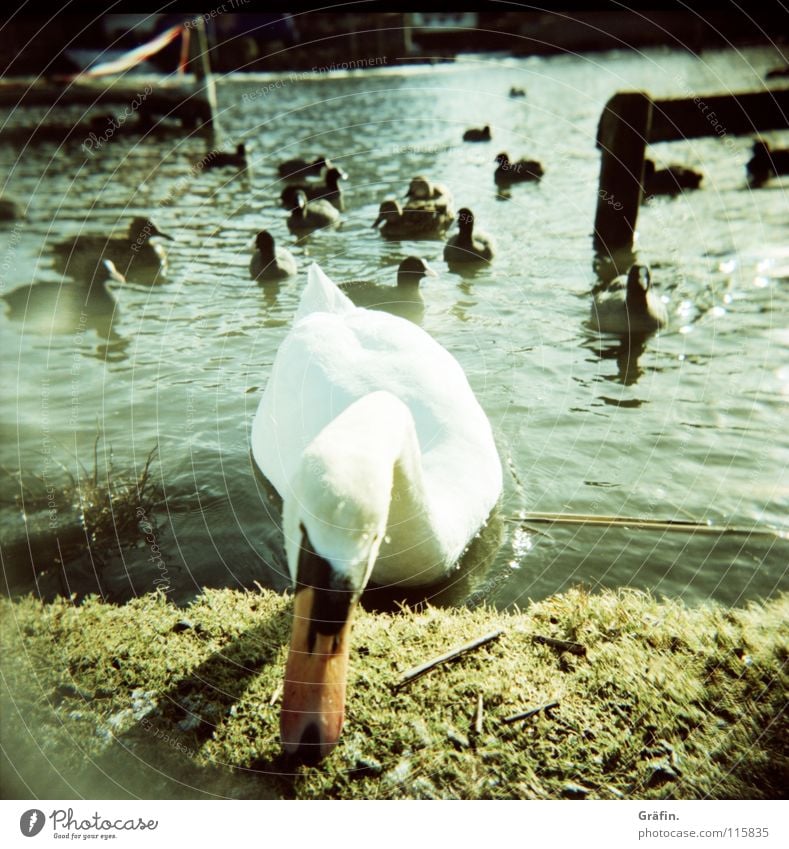 Winterschwan Schwan gefroren kalt Neugier Vogel weiß Schnabel Steinhuder Meer Holga Steg Holz Gras Aggression Ente Eis Wasser Feder Lomografie schnattern Küste