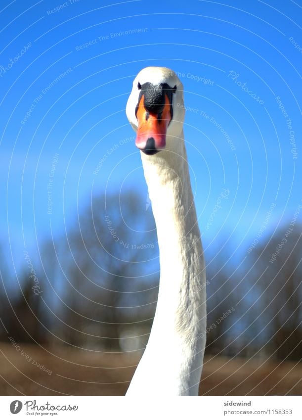 Schwan, schiefer Hals elegant schön Ausflug Umwelt Natur Schönes Wetter Tier Wildtier Tiergesicht 1 beobachten füttern ästhetisch dünn groß hoch lang nah