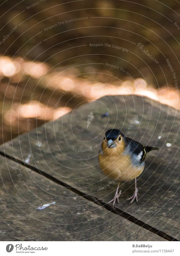 Ein frecher spanischer Fink schaut was er abstauben kann. Blick in die Kamera Tierporträt Menschenleer Nahaufnahme Außenaufnahme Farbfoto Gomera Spanien Spatz