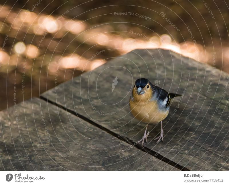 kleiner Gast Natur Tier Wildtier Vogel 1 frech Neugier niedlich achtsam Fink Spatz Spanien Gomera Farbfoto Außenaufnahme Nahaufnahme Menschenleer Tierporträt