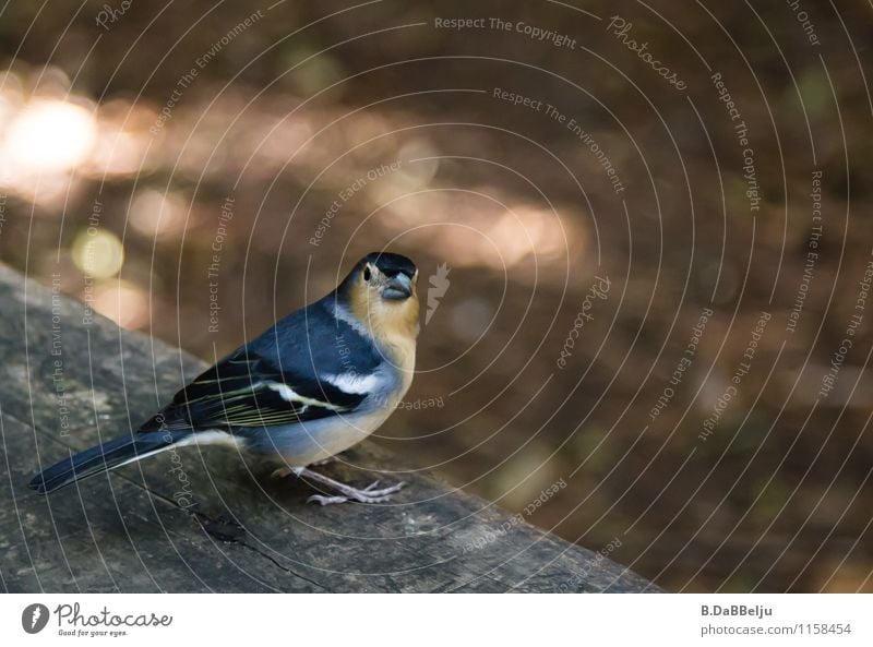 Piepmatz Natur Tier Wildtier Vogel 1 Neugier Gomera Fink Buchfink Kanaren Farbfoto Außenaufnahme Nahaufnahme Blick in die Kamera