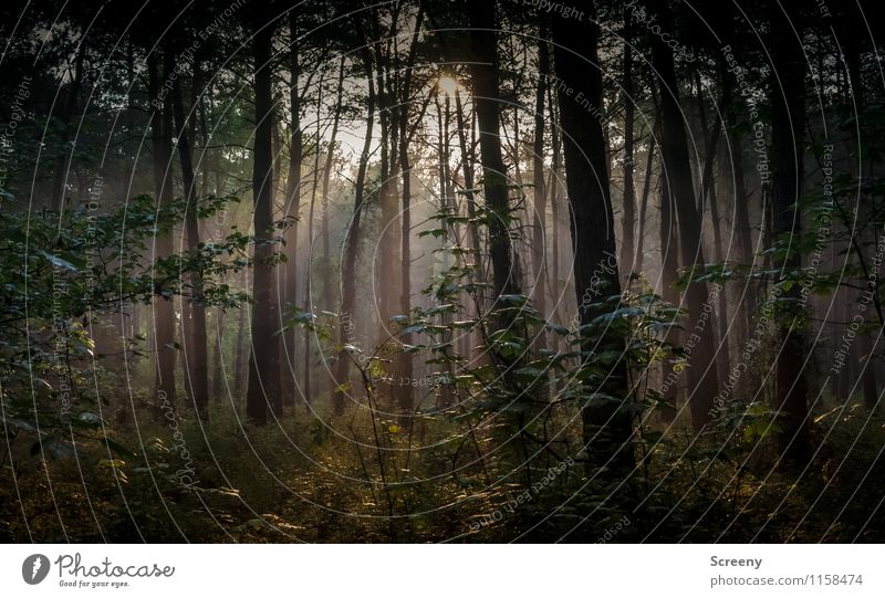 Still und ruhig... Umwelt Natur Landschaft Pflanze Sommer Baum Sträucher Wald Wachstum Gelassenheit geheimnisvoll Idylle Farbfoto Außenaufnahme Menschenleer