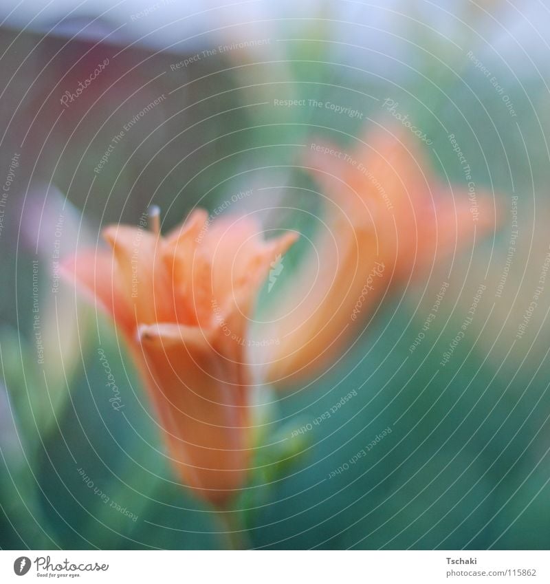 Zwei Blumen grün Unschärfe Sommer verwaschen weich zart gemalt Gemälde Pflanze orange Natur Garten Erholung gesoftet