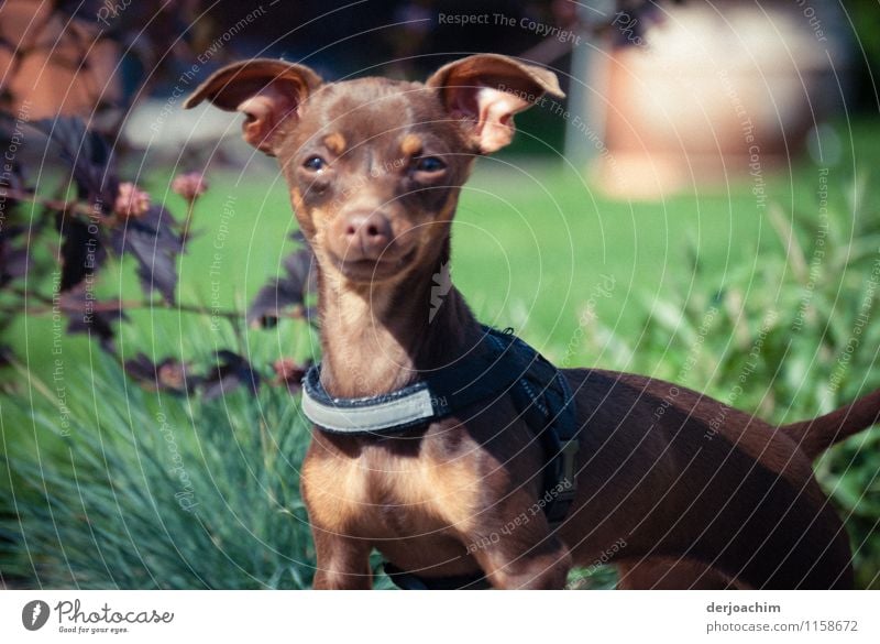 Fränkische Dogge. Ein Kleiner Hund mit aufgestellten Ohren sieht wachsam in die Umgebung. Er steht im Gras. Freude Leben Sommer Garten Natur Schönes Wetter