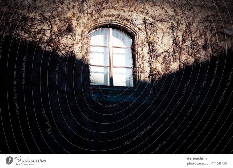 Fenster zum Hof halb von der Sonne angestrahlt im Herbst von Efeu umrandet.Der andere Teil liegt im Schatten. Design ruhig Schönes Wetter Garten Bayern