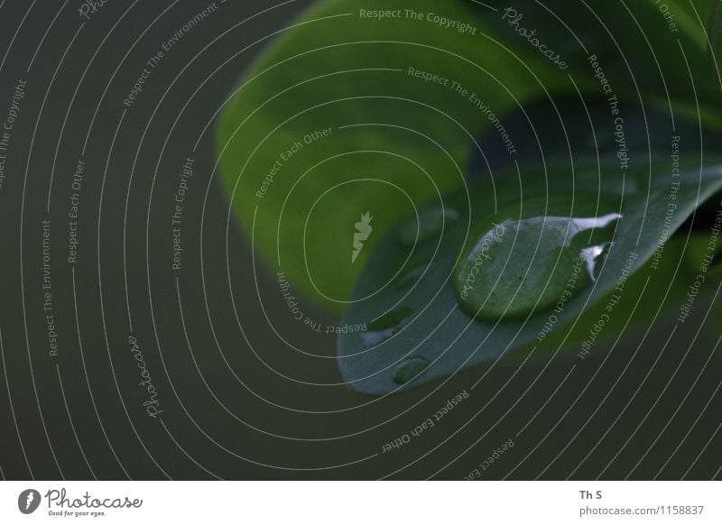 Regen Natur Pflanze Frühling Blatt ästhetisch authentisch einfach elegant frisch nass natürlich grün Gelassenheit geduldig ruhig Tropfen harmonisch schön