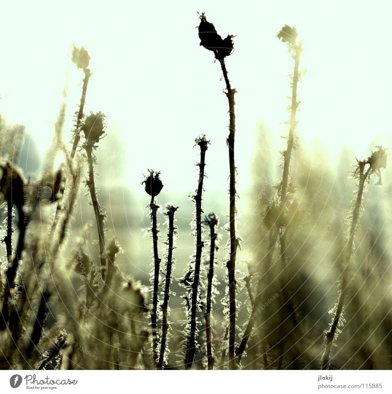 Frozen Pflanze Gras Wiese Dorn Gegenlicht dunkel Morgen verwaschen Gegend kalt Winter Jahreszeiten Nebel Natur Stachel Samen Sonne Beleuchtung Landschaft