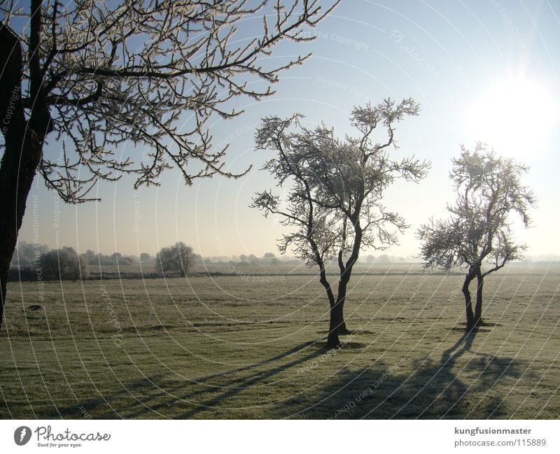 rauhreif Baum Raureif weiß schlechtes Wetter Schnellzug Winter Eis Landschaft Ast tree scenery Schnee