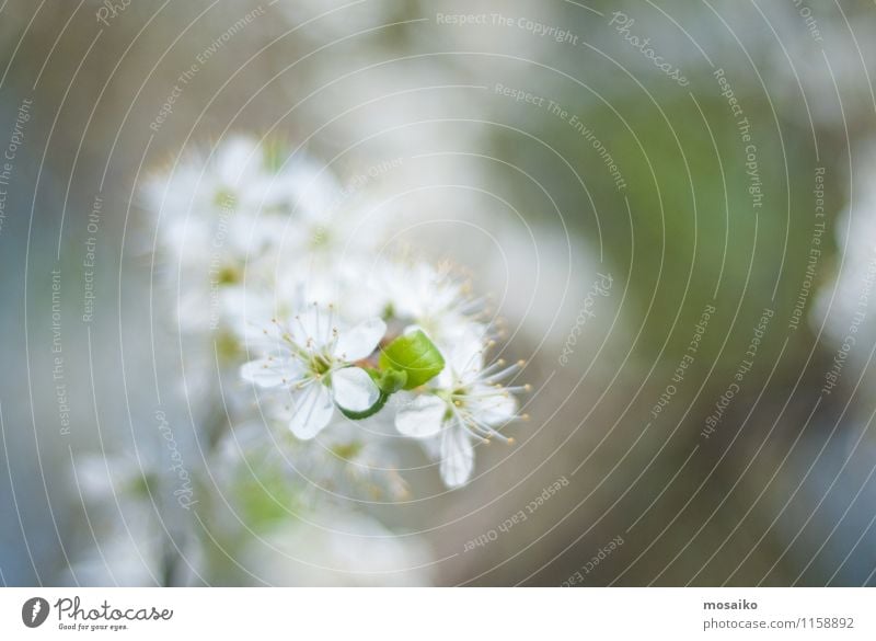 Frühlings-Kirschblüten, weiße Blumen. Garten Gartenarbeit Natur Pflanze Baum Blüte Blühend frisch natürlich neu weich Japan vereinzelt Überstrahlung geblümt