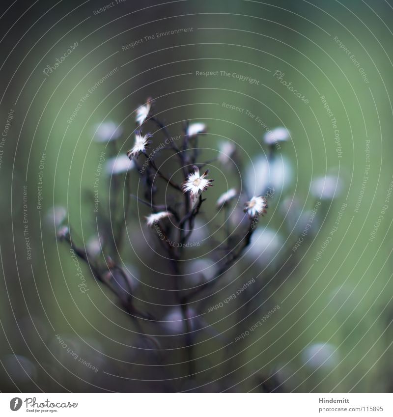 Bouquet [Bokeh] in Wintergrün Astern Blume Blüte Stengel Wiese weiß grau silber Herbst Blühend welk braun offen Vergänglichkeit Trauer neu ruhig Denken