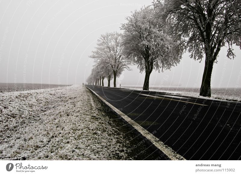 Der Weg ins Ungewisse Winter Baum Feld Seitenstreifen Streifen Raureif weiß Ferne kalt trist Eis Straße road tree trees field stripe white cold Schnee