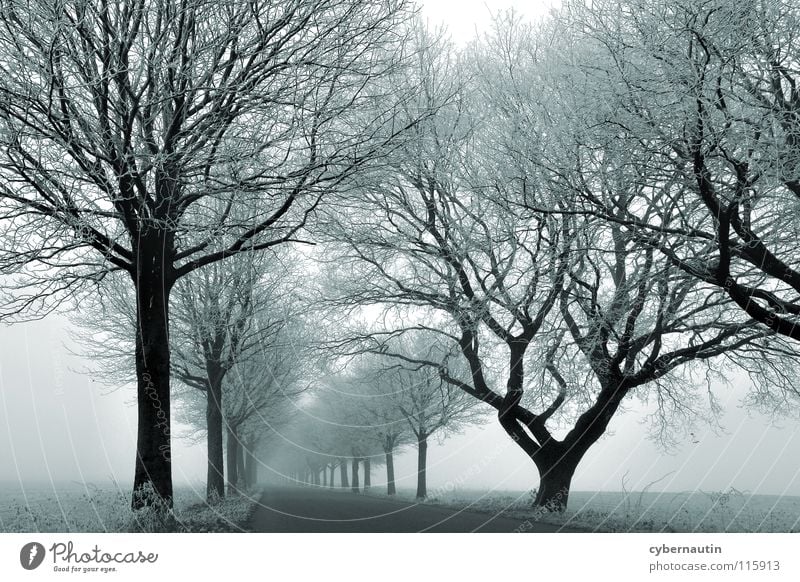 nebulös Allee Baum Winter kalt Raureif Nebel Wetter Ast Straße Frost Eis Schnee