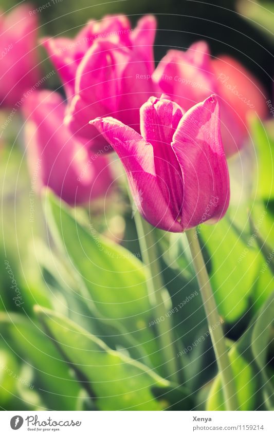 Tulpen im Sonnenlicht Umwelt Natur Pflanze Blume Blatt Blüte Garten Blühend grün rosa rot Lebensfreude Frühlingsgefühle Farbfoto Außenaufnahme Menschenleer