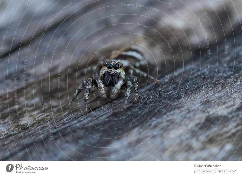 Zebraspringspinne Natur Garten Tier Spinne Tiergesicht 1 bedrohlich grau schwarz weiß Farbfoto Außenaufnahme Nahaufnahme Makroaufnahme Tag Licht Kontrast