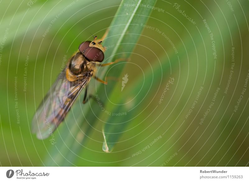 Schwebefliege Umwelt Natur Gras Wiese Tier Fliege Tiergesicht 1 gold grün rot schwarz Farbfoto Außenaufnahme Nahaufnahme Makroaufnahme Textfreiraum rechts Tag