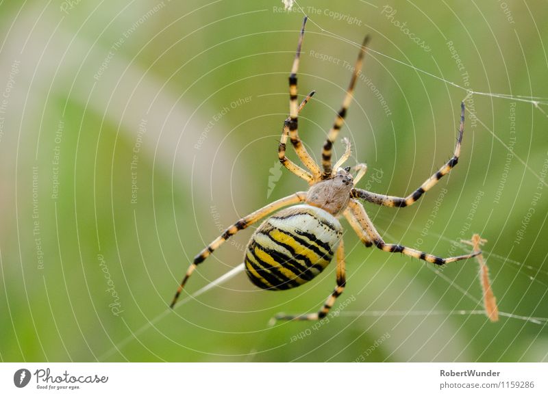 Wespenspinne Natur Schönes Wetter Wiese Tier Spinne 1 gelb grün schwarz weiß Umwelt Spinnennetz Farbfoto Außenaufnahme Nahaufnahme Makroaufnahme