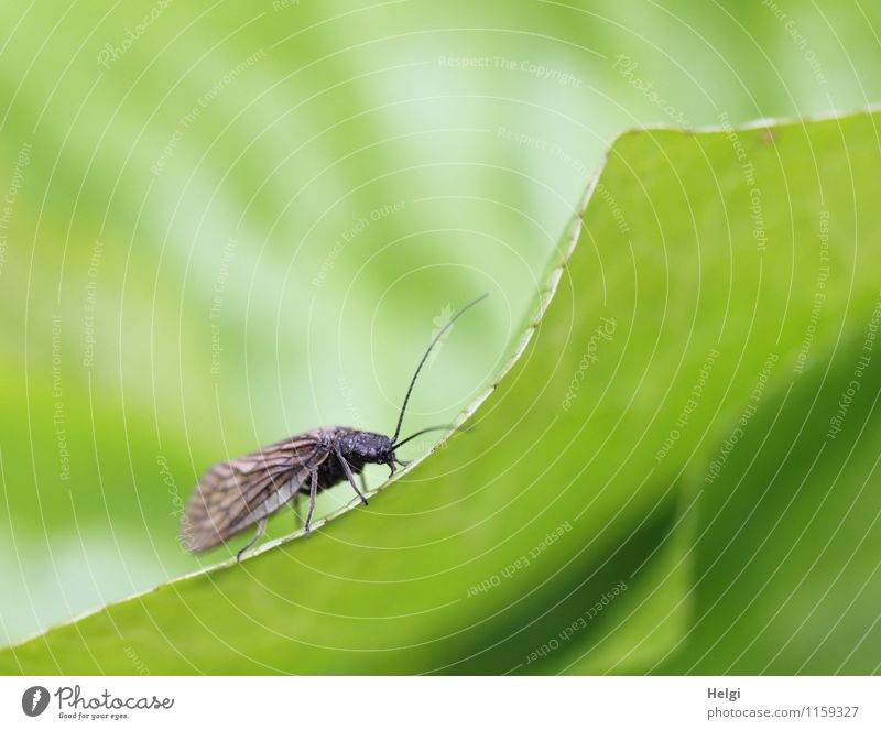 am Rand lang... Umwelt Natur Pflanze Tier Wassertropfen Frühling Blatt Grünpflanze Park Fliege Florfliege 1 stehen ästhetisch einzigartig klein nass natürlich