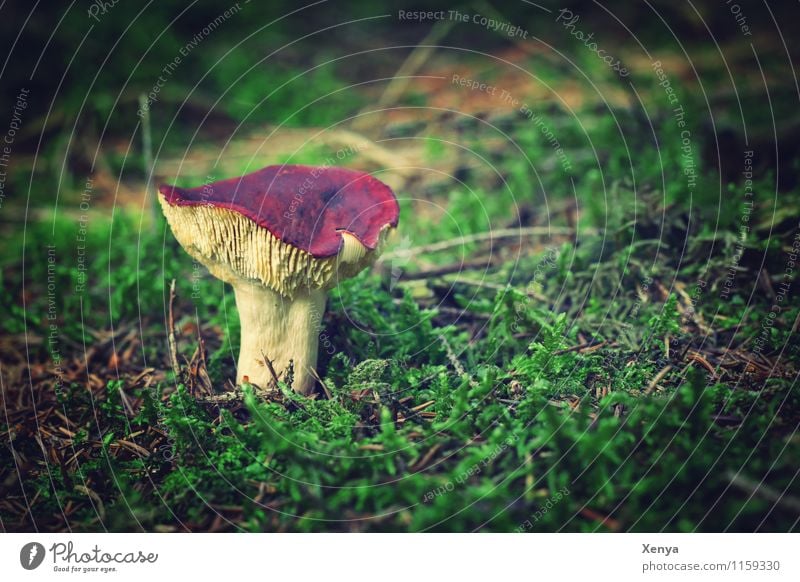 Pilz im Wald Natur Pflanze grün rot Herbst herbstlich Pilzhut Lamelle Außenaufnahme Menschenleer Textfreiraum rechts Tag Schwache Tiefenschärfe Farbfoto Umwelt