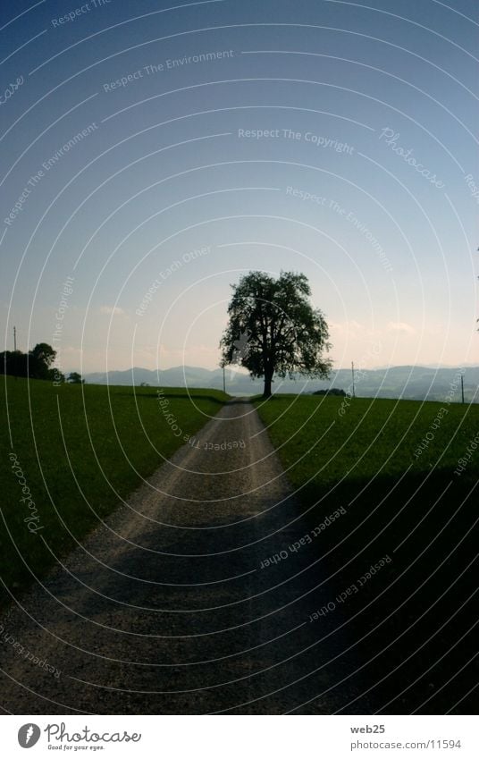 Weg zur Sonne Baum Wege & Pfade Schatten Amerika Straße