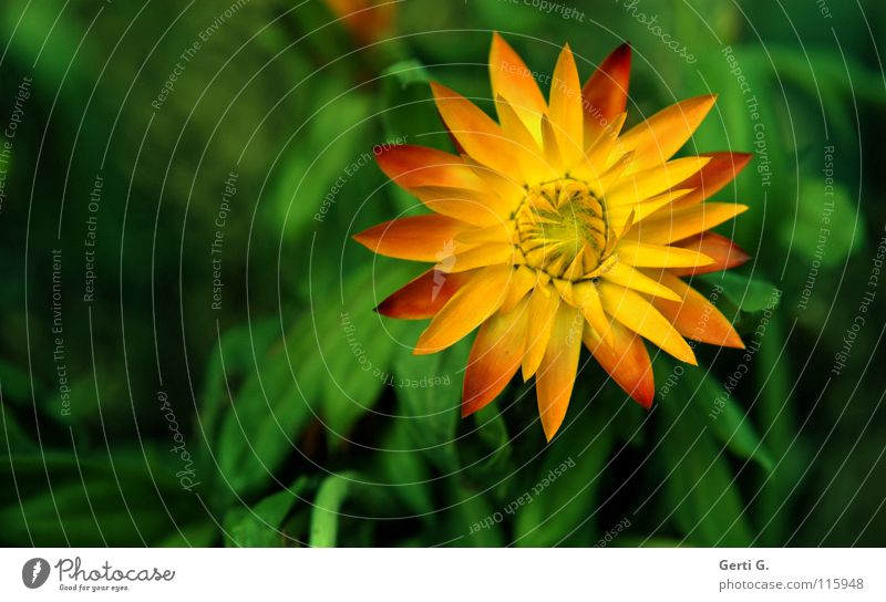 Winterschönchen Strohblume Blume winterfest gelb mehrfarbig grün Blüte Blütenblatt Physik Garten Park everlasting immortelle strawflower frostresistent Wärme