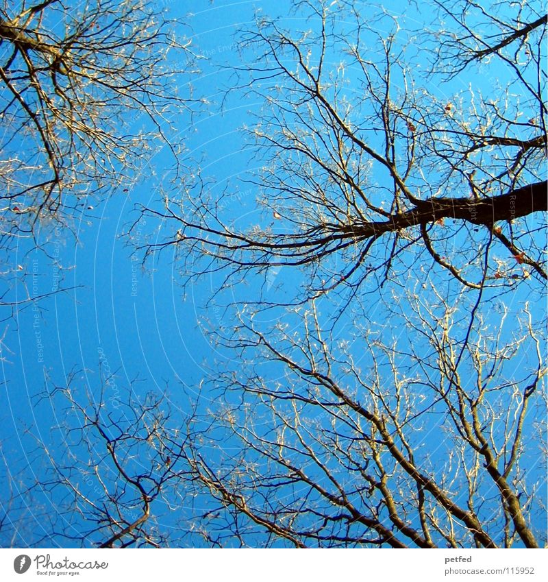 Streck dich Baum Winter Fröhlichkeit unten Wald Wetter blau Himmel Spaziergang Blick Natur Schatten Ast Zweig oben