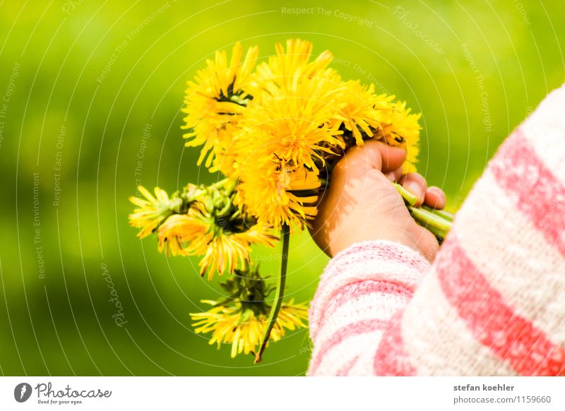 Picking Flowers Feste & Feiern Muttertag Geburtstag Kindergarten feminin Hand 1 Mensch 1-3 Jahre Kleinkind Natur Frühling Sommer Schönes Wetter Blume