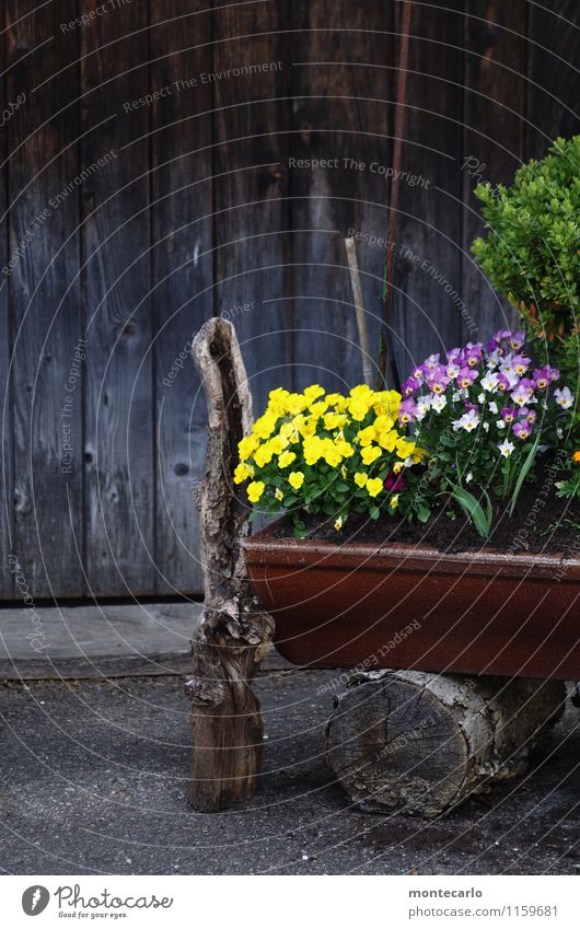 kindheitserinnerung | schwäbisch rustikal Umwelt Natur Pflanze Frühling Blume Blatt Blüte Grünpflanze Wildpflanze Baumstumpf Ast Dorf Hof Kübel Holzwand Stein