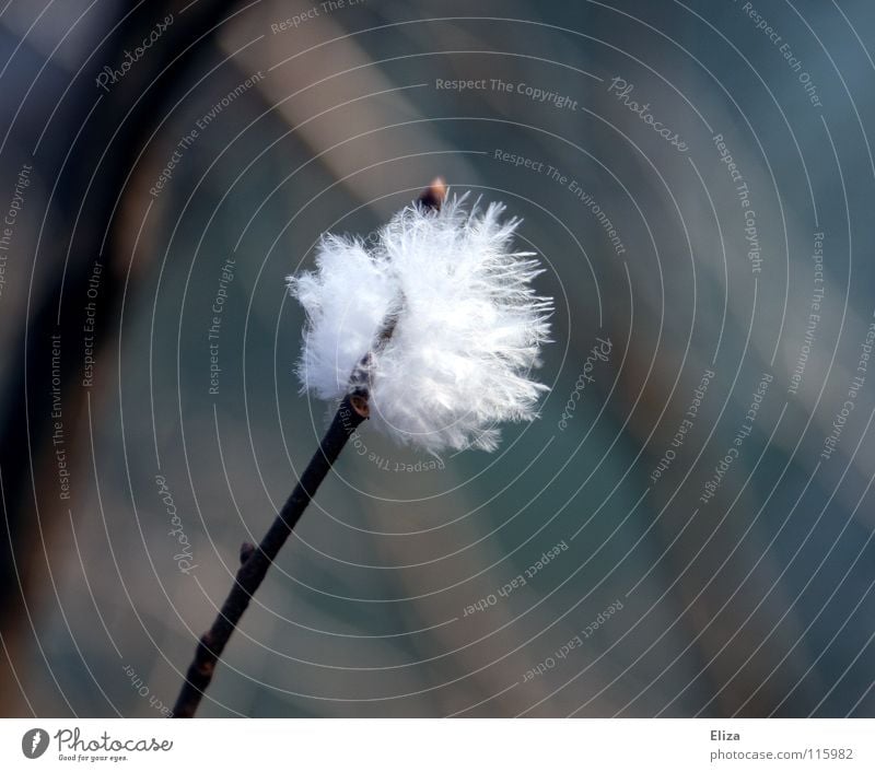 Wattebausch weich zart weiß Härchen leicht Schweben Tier kuschlig Makroaufnahme Nahaufnahme Vogel Feder Ast Wind Zweig Detailaufnahme Natur