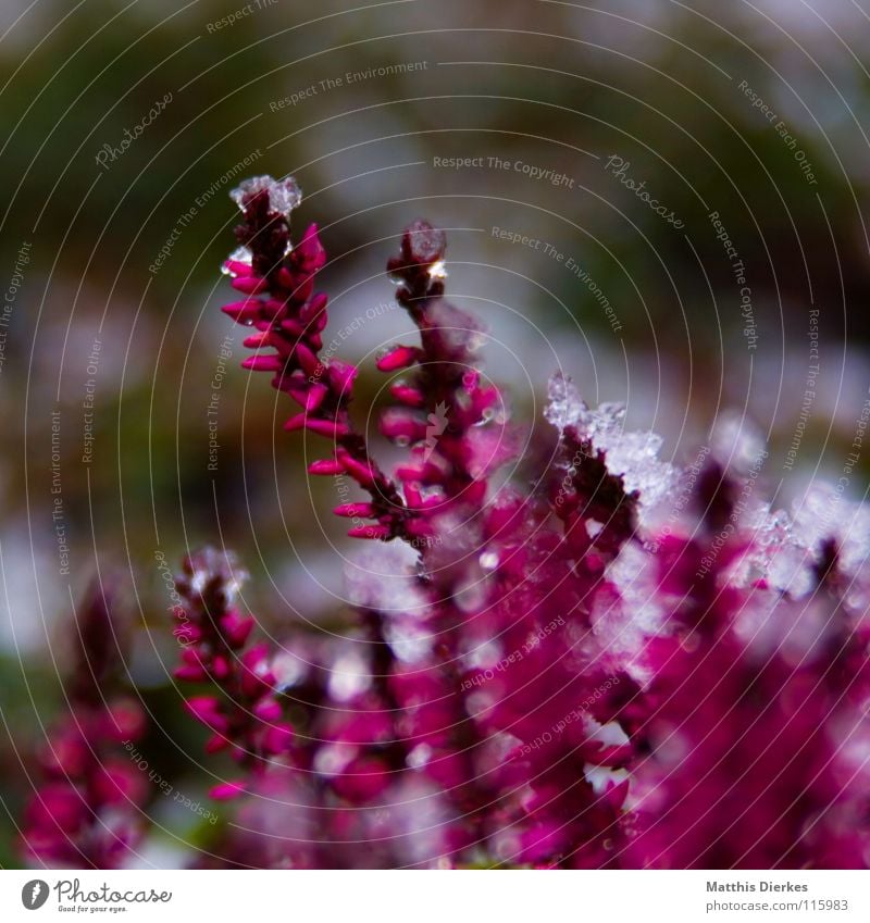 Frost Winter Eis Pflanze rot rosa Hintergrundbild Blumenbeet Unschärfe selektiv bewegungslos Friedhof Ausdauer kalt frieren Eiszapfen Dezember Frühling Stengel