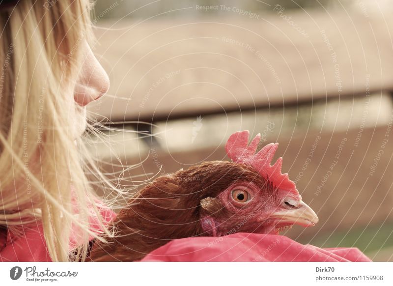 Wilde Hühner Landwirtschaft Forstwirtschaft feminin Mädchen Freundschaft Kindheit Kopf Haare & Frisuren Nase 1 Mensch 8-13 Jahre Garten Gartenbank blond