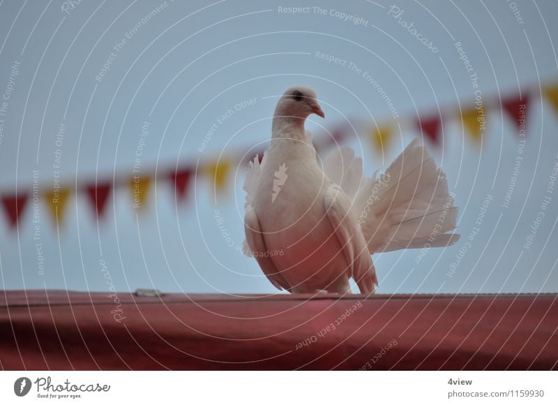 Zauberhafte Taube 1 Zirkus Veranstaltung Zauberer Tier Himmel Zelt Zirkuszelt Vogel Bewegung Außenaufnahme