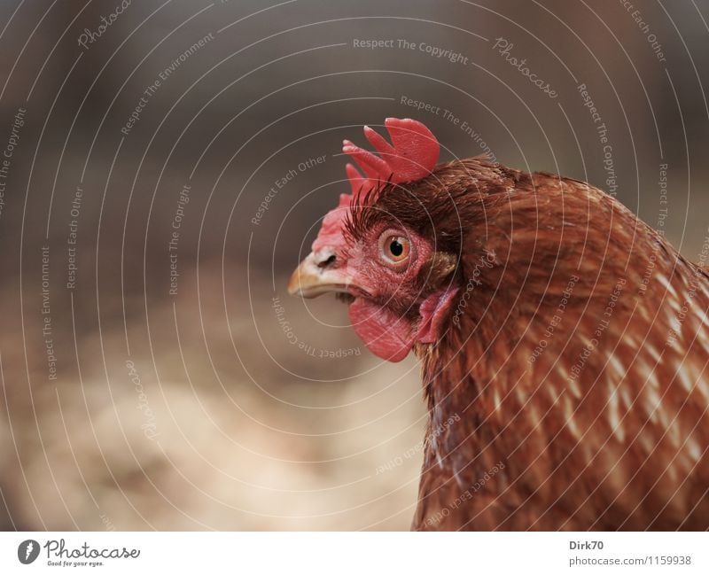 Ganz scharf hingeschaut Landwirtschaft Forstwirtschaft Tier Haustier Nutztier Vogel Tiergesicht Haushuhn Tierporträt Kopf Kamm Feder 1 beobachten entdecken