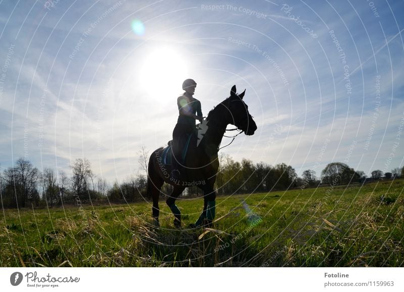 Freiheit genießen Mensch feminin Junge Frau Jugendliche Erwachsene 1 Umwelt Natur Landschaft Pflanze Tier Himmel Wolken Sonne Schönes Wetter Baum Gras Wiese