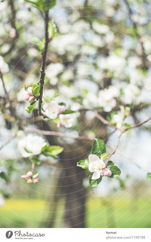 Blühe. Umwelt Natur Pflanze Sonnenlicht Frühling Schönes Wetter Wärme Baum Blatt Blüte Nutzpflanze Obstbaum Kirschbaum Apfelbaum Feld Blühend Wachstum