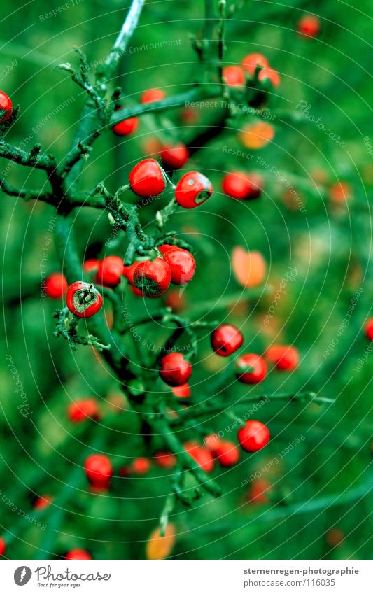 grün Märchen rot Vogelbeeren Winter Herbst mehrfarbig Beeren Natur Pflanze Farbe