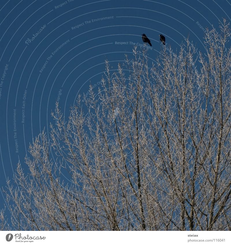 Friendship Winter Baum Rabenvögel schwarz kalt Sehnsucht Vogel Krähe Raureif Himmel bird crow Schnee