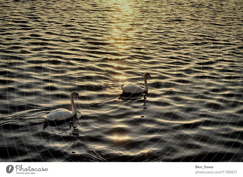 Schwäne bei Sonnenuntergang Wellness harmonisch Zufriedenheit Erholung ruhig Meditation Natur Sonnenaufgang Sonnenlicht Frühling Sommer Schönes Wetter Wellen