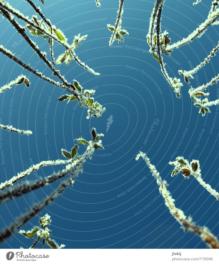 Himmelwärts Winter Jahreszeiten Eis kalt grün Schnellzug Natur Raureif Pflanze Wachstum erfrieren gefroren Wiese Froschperspektive Frost cold season plants blau