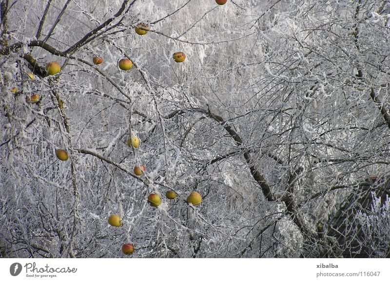 Tiefkühlkost Farbfoto mehrfarbig Außenaufnahme Menschenleer Textfreiraum rechts Morgen Starke Tiefenschärfe Apfel Umwelt Natur Winter Eis Frost Schnee Baum