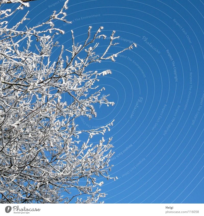 rauh, reif und zackig.... Winter frieren gefroren Raureif kalt Wintertag Baum lang dünn emporragend Eiskristall Zacken Schönes Wetter Baumkrone Geäst weiß