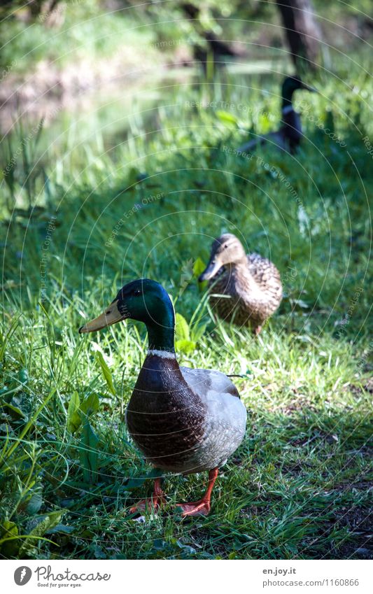 einer zuviel Natur Tier Frühling Sommer Gras Wiese Bach Wildtier Vogel Ente Stockente 3 Tierpaar Brunft beobachten grün Lebensfreude Frühlingsgefühle Liebe