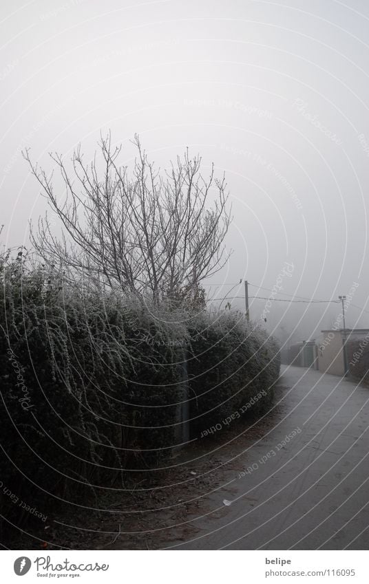 Der Weg Baum Einsamkeit unklar Hecke weiß Nebel Maschendrahtzaun Schrebergarten Winter Köln Wege & Pfade Bürgersteig Frost Raureif Ast Laubensiedlung