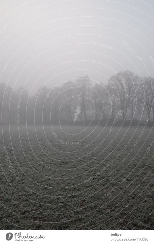 Heute kein Fußball. Fußballplatz leer Baum kalt Einsamkeit weiß Nebel Winter Vergänglichkeit Ballsport kein Spiel Tor Frost Raureif Ast Schnee