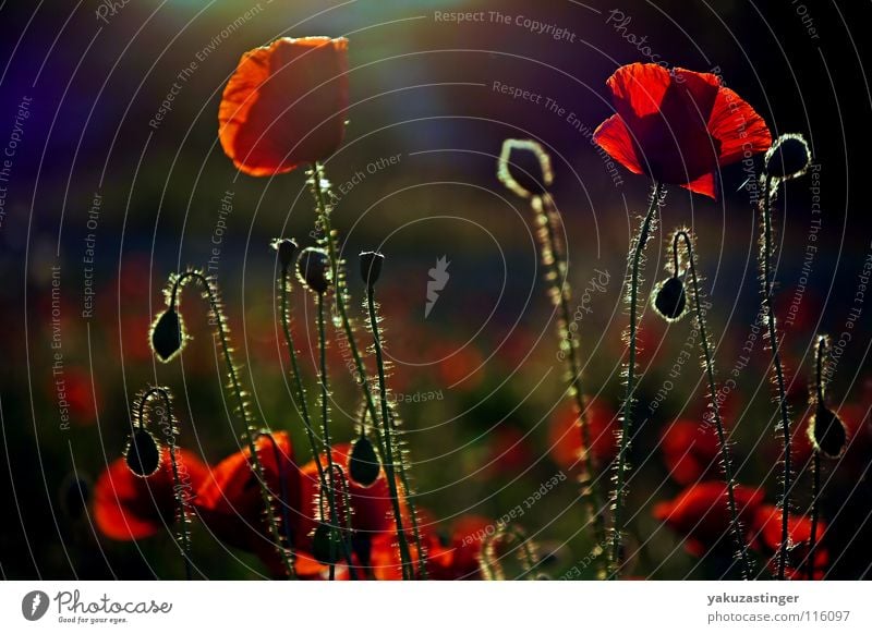 she comes in colors erverywhere rot Mohn Gegenlicht violett Feld Klatschmohn Unschärfe Sommer Farbe späte stunde