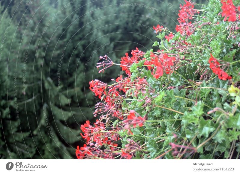 Blumen und Bäume Vogelperspektive Sommer blühen rot grün Tannen Wipfel Natur Pflanze Außenaufnahme Blüte Farbfoto Garten natürlich Menschenleer Nahaufnahme