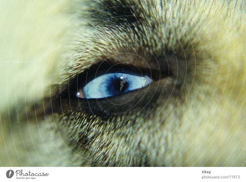 husky`s eye Hund Husky blaue augen