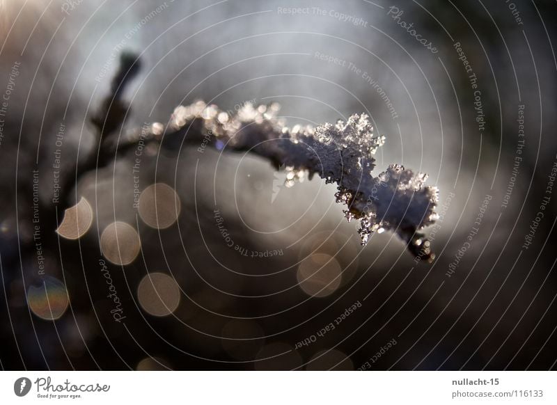 twinkle, twinkle... Winter Gegenlicht kalt gefroren Makroaufnahme Nahaufnahme Frost Ast glänzend