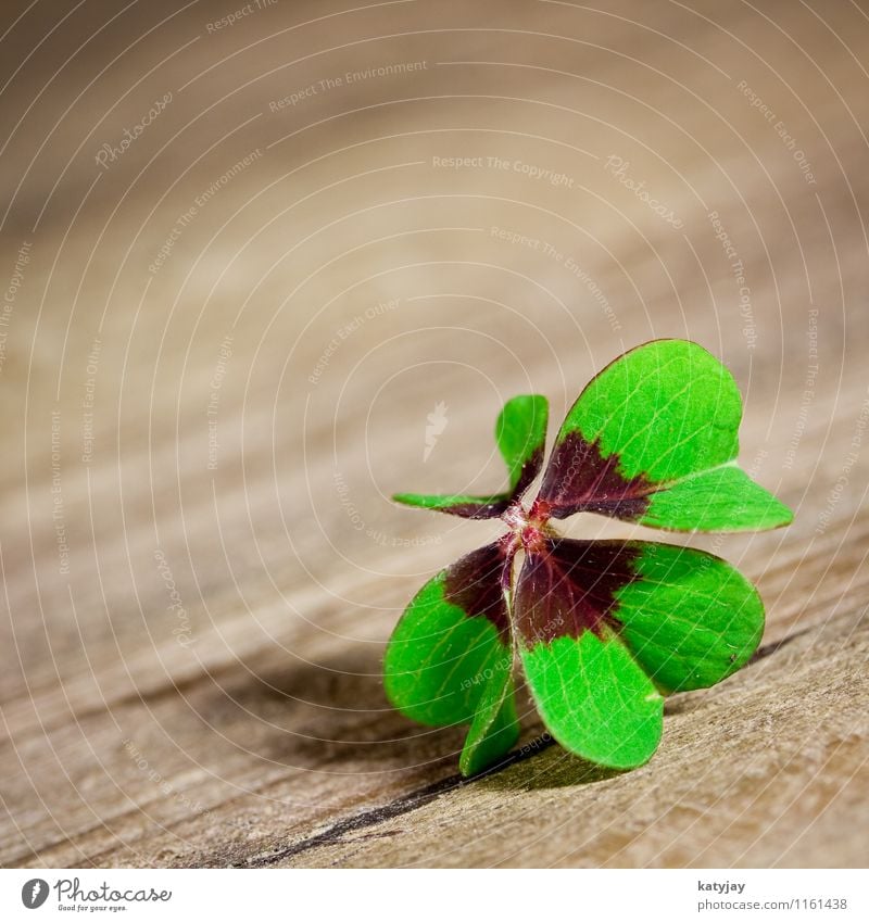 Glücksklee Klee Kleeblatt Erfolg Silvester u. Neujahr Glücksbringer Freude Volksglaube Republik Irland Nordirland vierblättrig Blatt 4 Blume Symbole & Metaphern