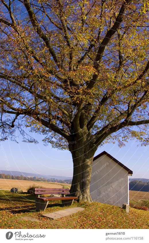 Witwe Müller Herbst ruhig Blatt Baum Erinnerung Tradition Stimmung kalt Physik Aussicht Hügel Frieden Wahrzeichen Denkmal Morgen Bank Idylle Erholung Denken